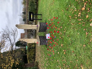 Poppies